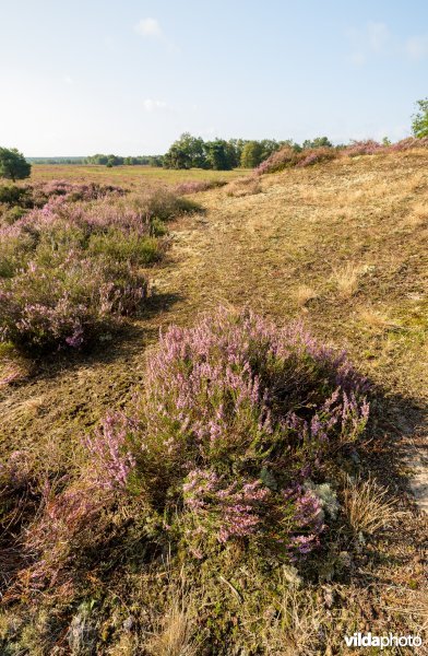 Overgang van buntgrasvegetatie naar heide