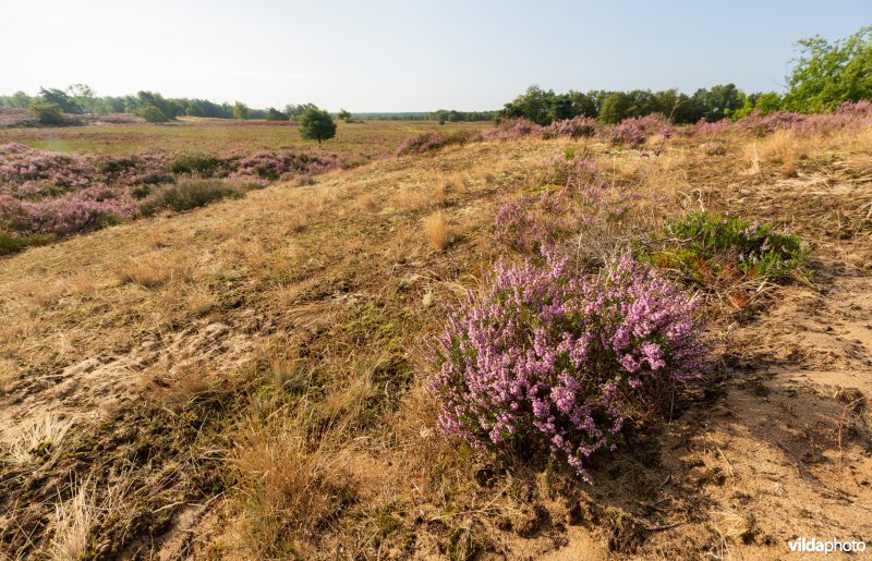 Overgang van buntgrasvegetatie naar heide