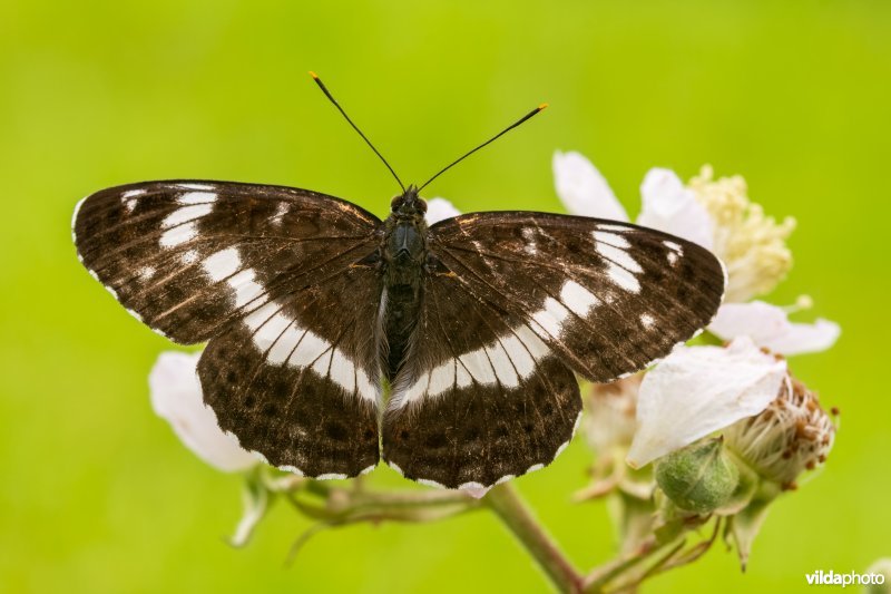 kleine ijsvogelvlinder