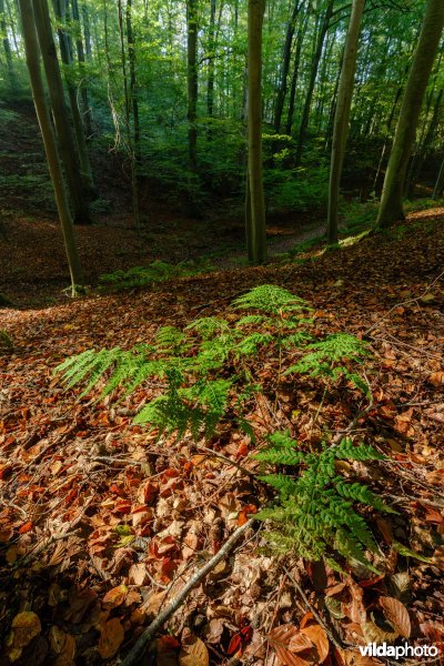 Habitat 9120 Zuurminnende beukenbossen