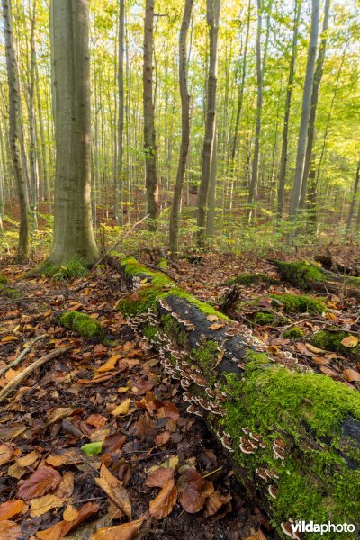 Habitat 9120 Zuurminnende beukenbossen