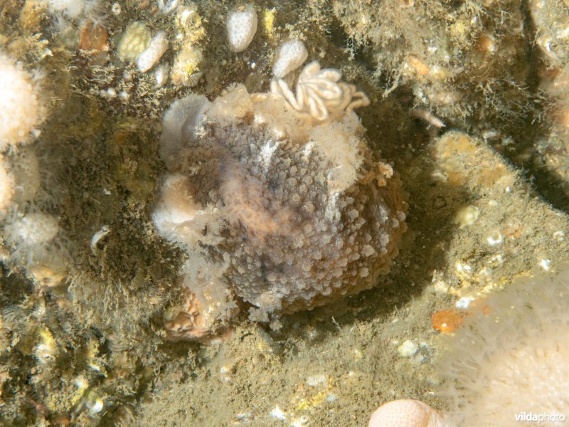 Kleine tritonia