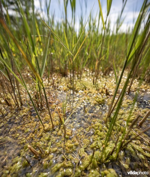 Kranswiervegetatie met Ruw kransblad