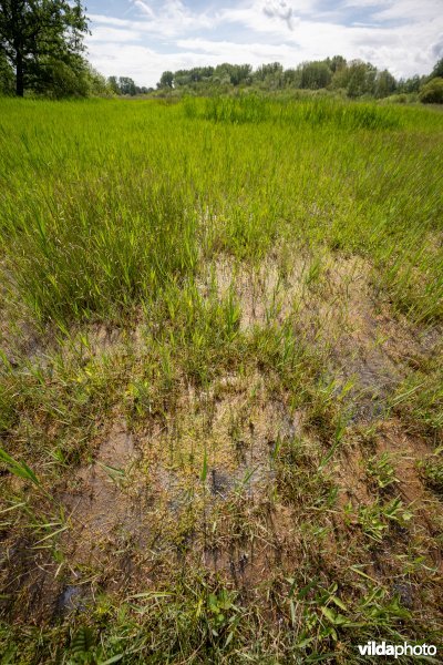 Kalkmoeras met waterdrieblad