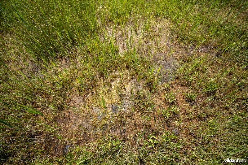 Kalkmoeras met waterdrieblad