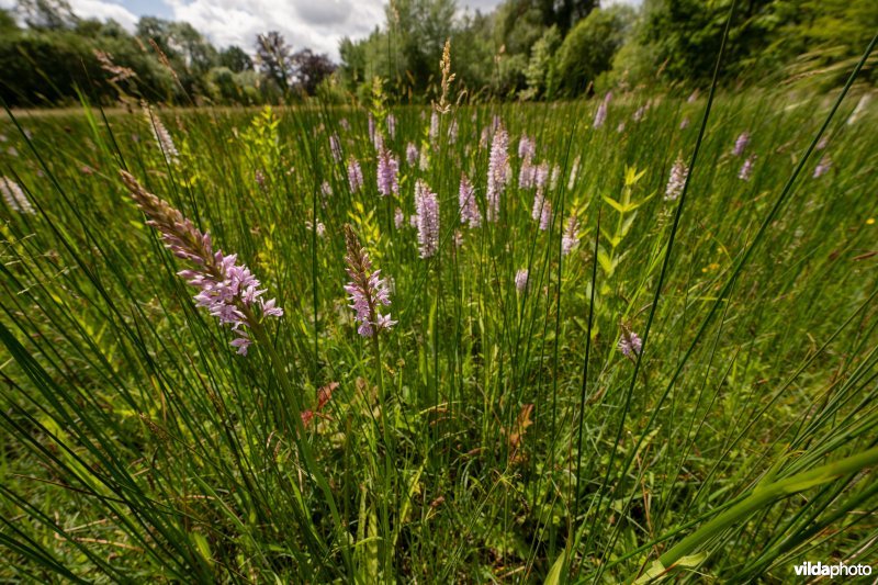 Blauwgrasland met Bosorchis in ontwikkeling