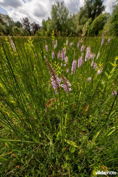 Blauwgrasland met Bosorchis in ontwikkeling