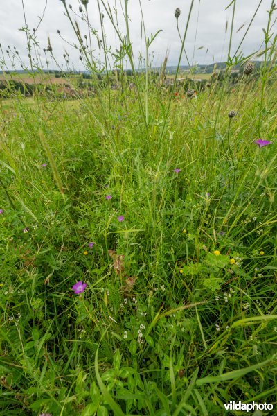 Soortenrijke bloemenakker op kalkrijke grond