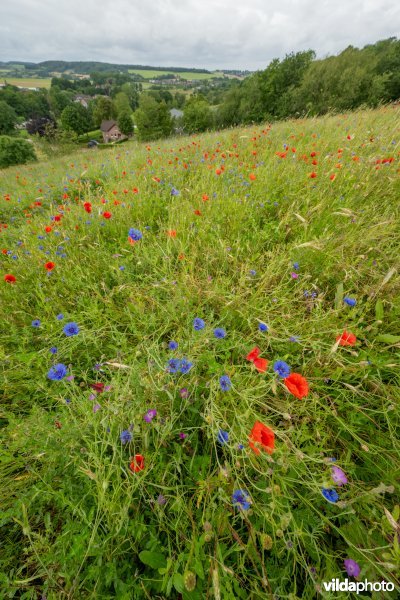 Soortenrijke bloemenakker op kalkrijke grond