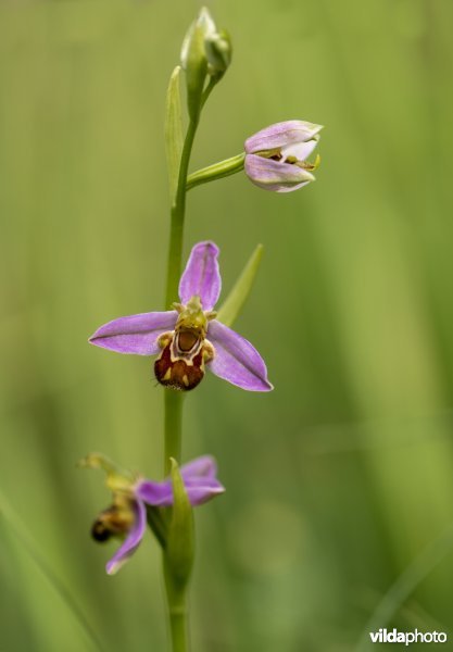 Bijenorchis in Torfbroek
