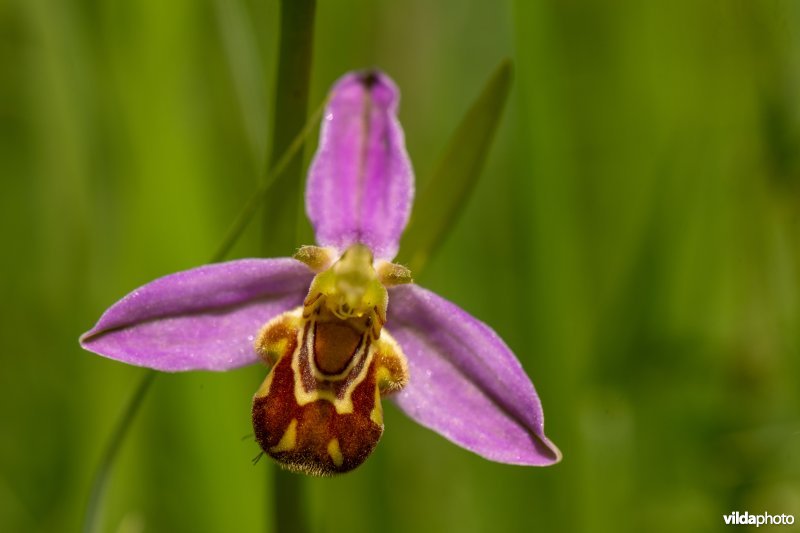 Bijenorchis in Torfbroek