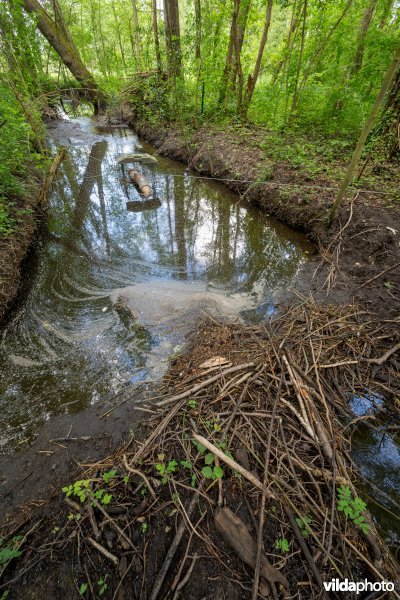 Beaver deceiver om overstroming tegen te gaan