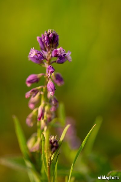 Gewone vleugeltjesbloem