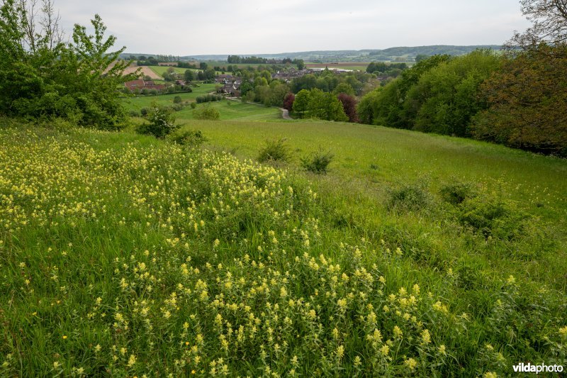Harige ratelaar op kalkgrasland