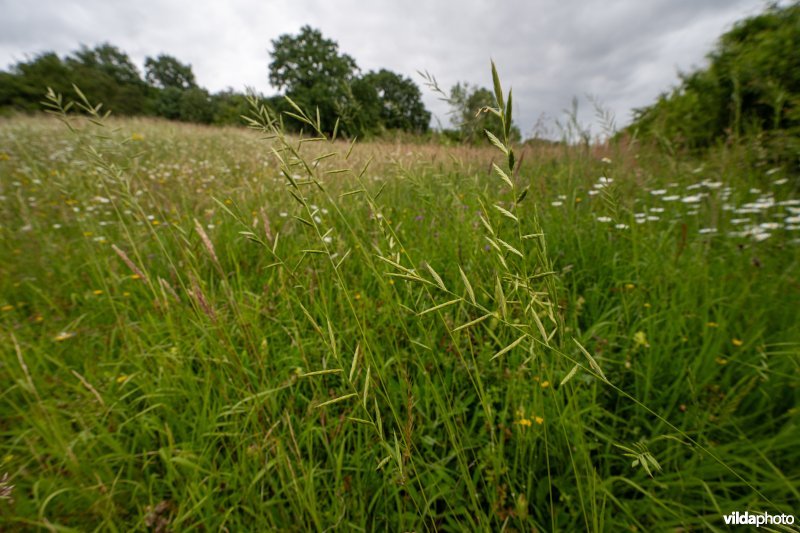 Kalkgrasland op de Kruisberg