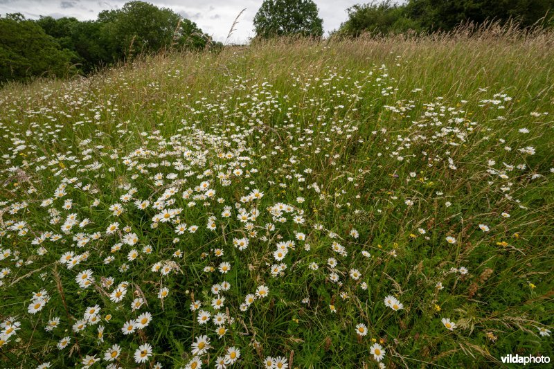 Kalkgrasland op de Kruisberg
