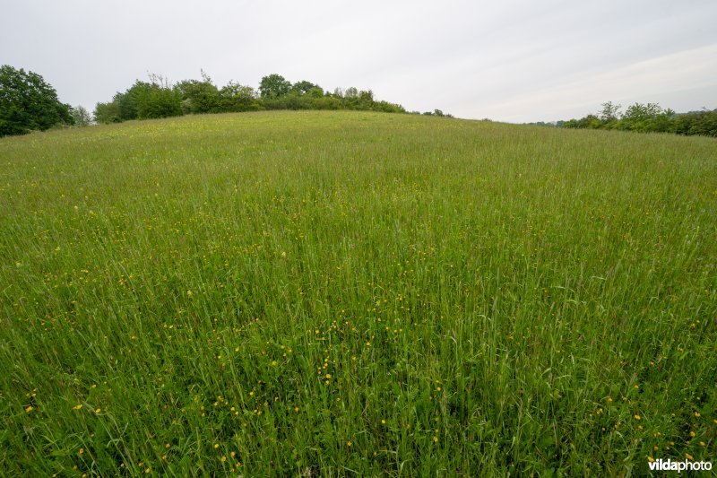 Bloemrijke akker op kalkbodem