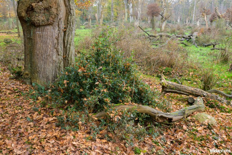 Bentheimerwald, Duitsland