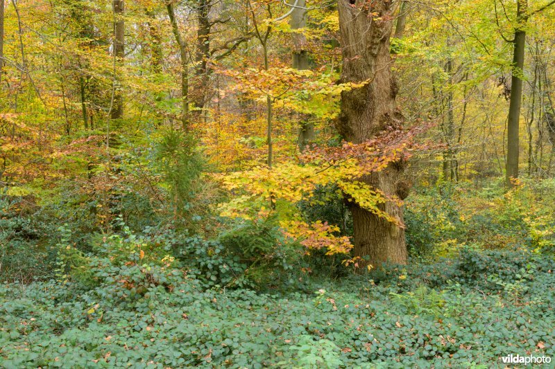 Bentheimerwald, Duitsland