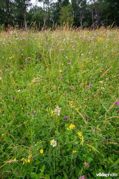 Gewone margriet in bloemrijk grasland