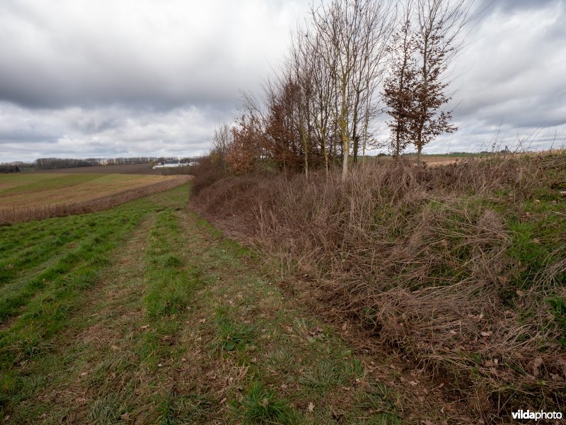 Beheer van houtkanten in agrarisch landschap