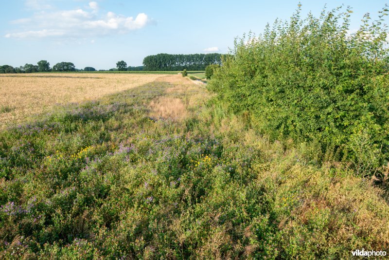 Vogelwikke in een bloemenstrook of akkerrand