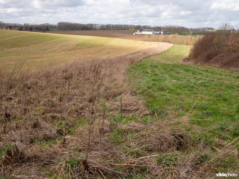 Grasstrook naast akker