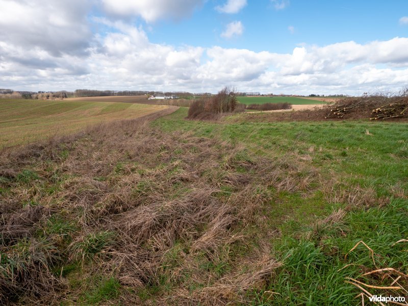 Grasstrook naast akker en houtkant in onderhoud