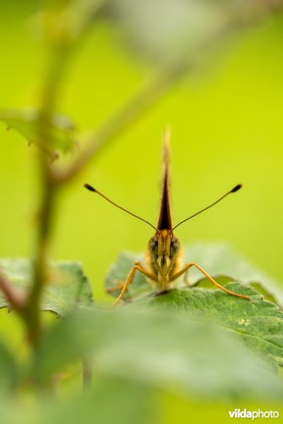 Braamparelmoervlinder