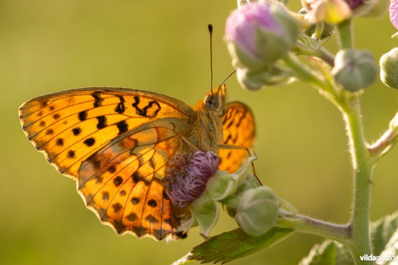 Braamparelmoervlinder