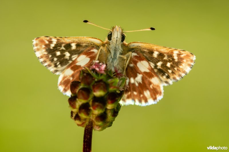 Kalkgraslanddikkopje