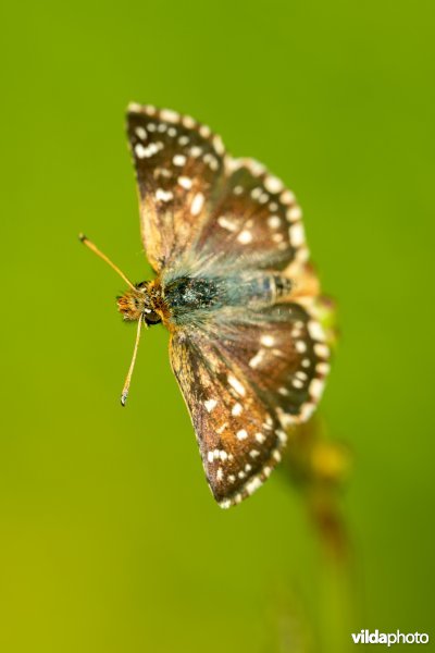 Kalkgraslanddikkopje