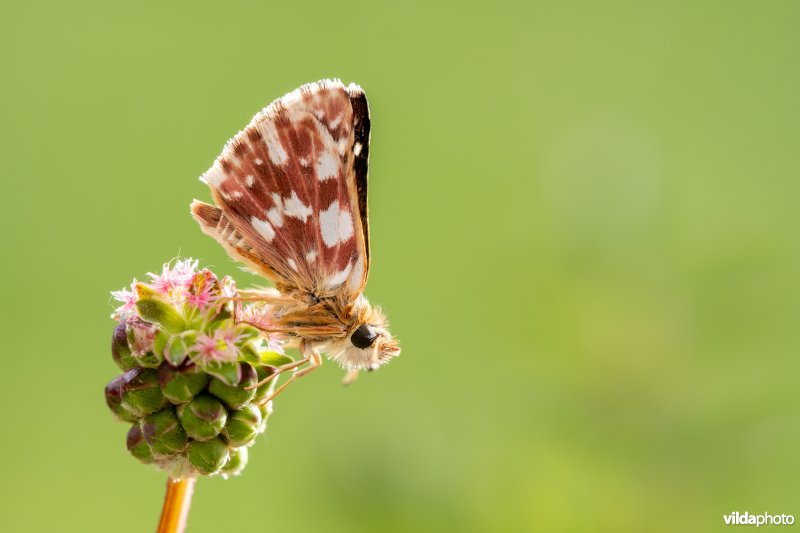 Kalkgraslanddikkopje