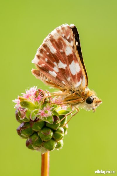 Kalkgraslanddikkopje