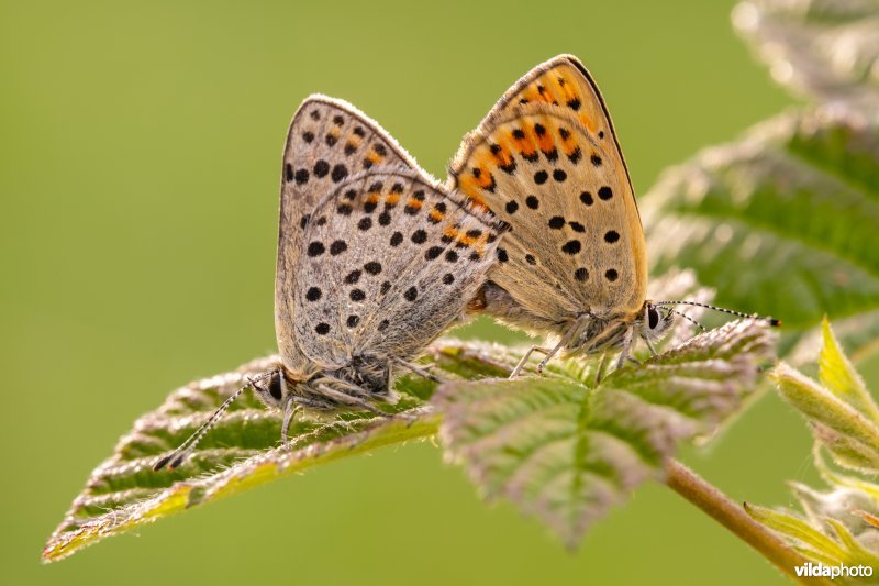 Parende bruine vuurvlinders