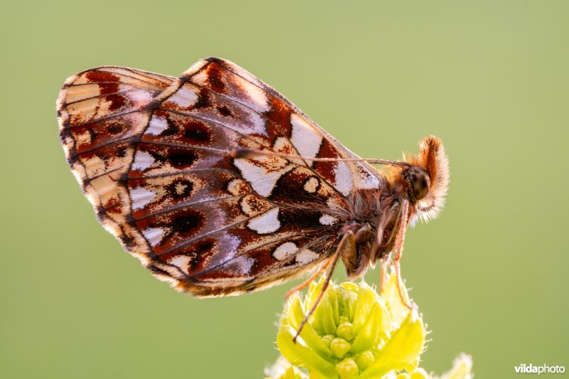 Akkerparelmoervlinder