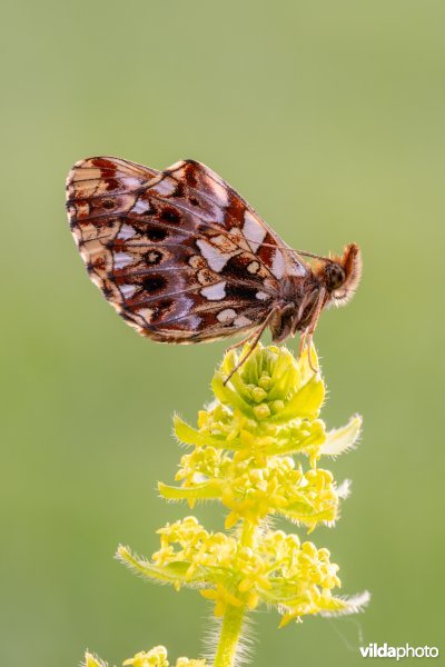 Akkerparelmoervlinder