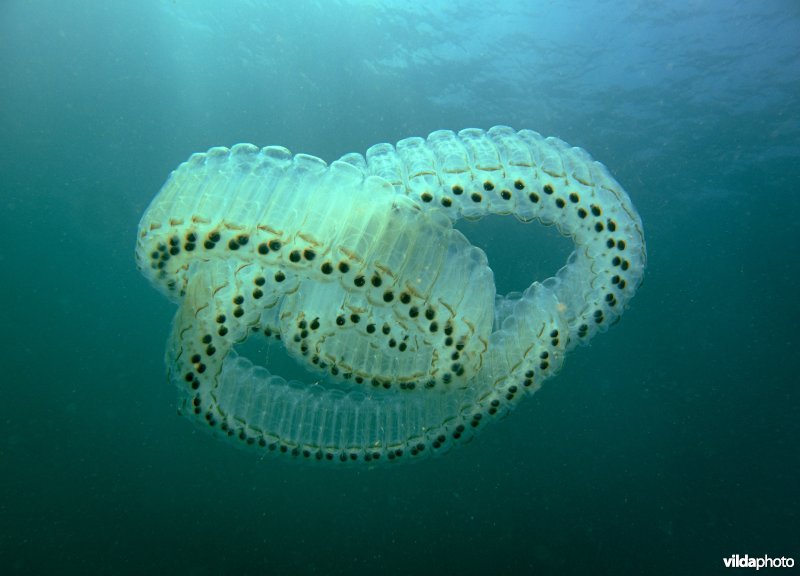 De salp Pegea confoederata