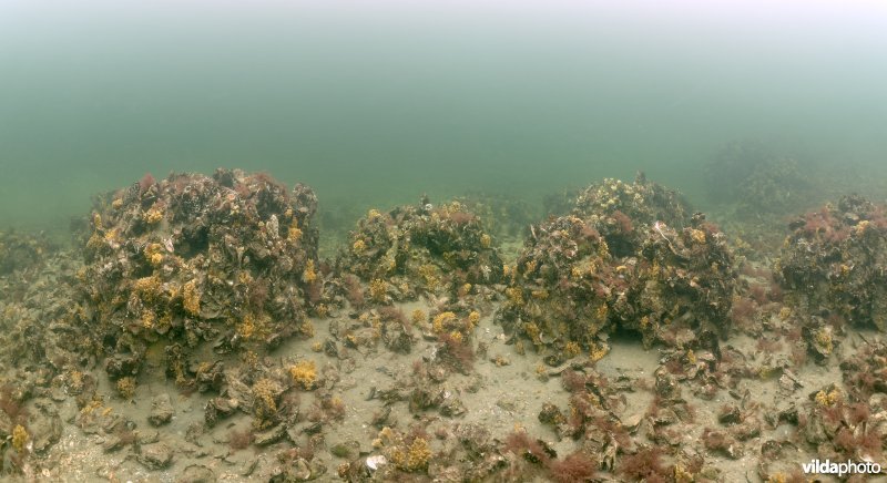 Reefballs met Japanse oesters