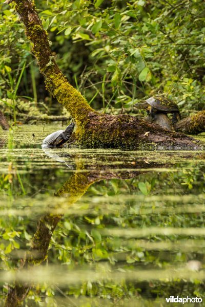 Europese moerasschildpadden