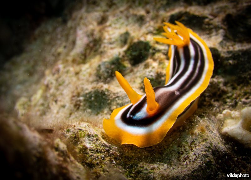 Chromodoris quadricolor
