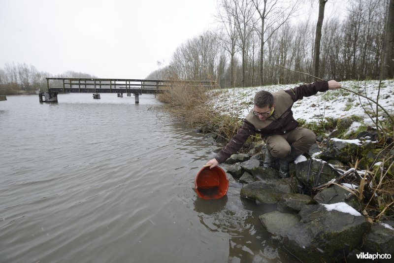 Uitzetten van glasaaltjes