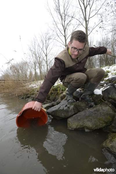 Uitzetten van glasaaltjes