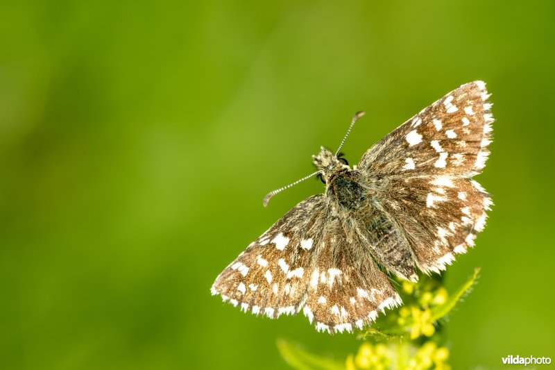 Zuidelijke aardbeivlinder