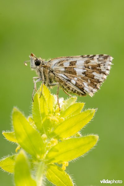 Zuidelijke aardbeivlinder