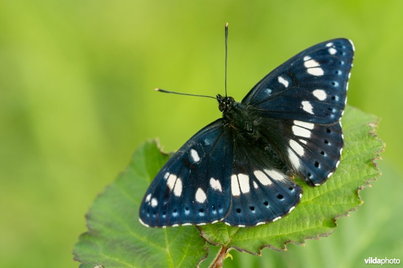 Blauwe ijsvogelvlinder