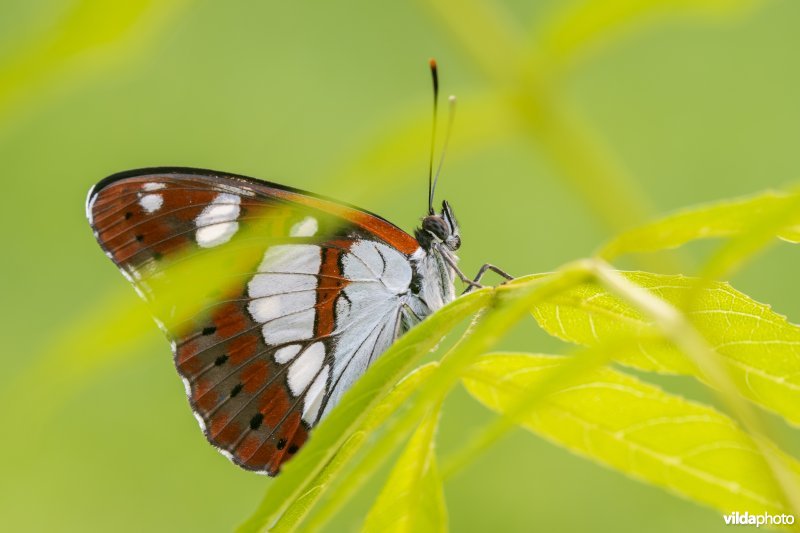 Blauwe ijsvogelvlinder