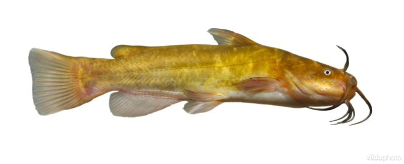 Bruine Amerikaanse dwergmeerval