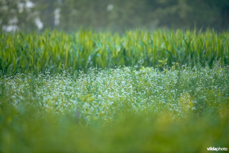 Boekweit op een akker