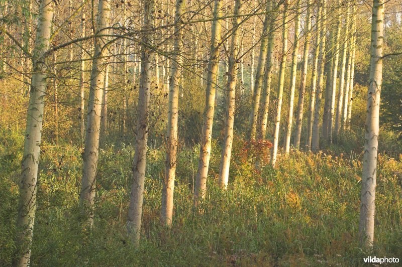 Vlassenbroekse Polders